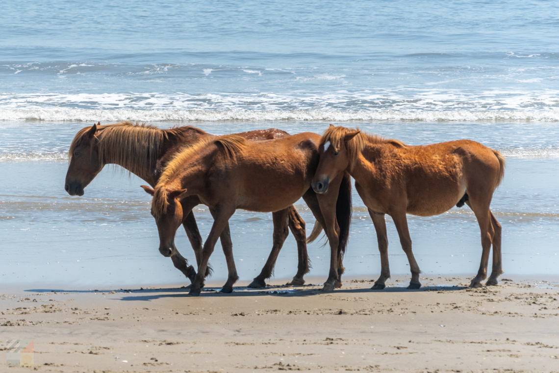 Currituck Beach wild horses